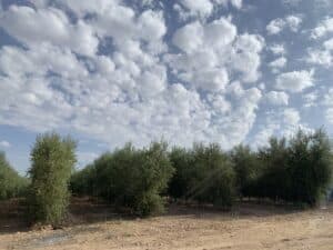 Olive trees at Grupo Terramagna
