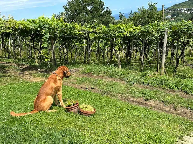 Rezabal Dog Guards Vines