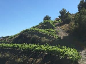 Steep Hillside