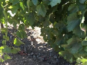 Licorella soil and vine