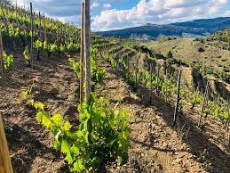 Vineyard In Priorat