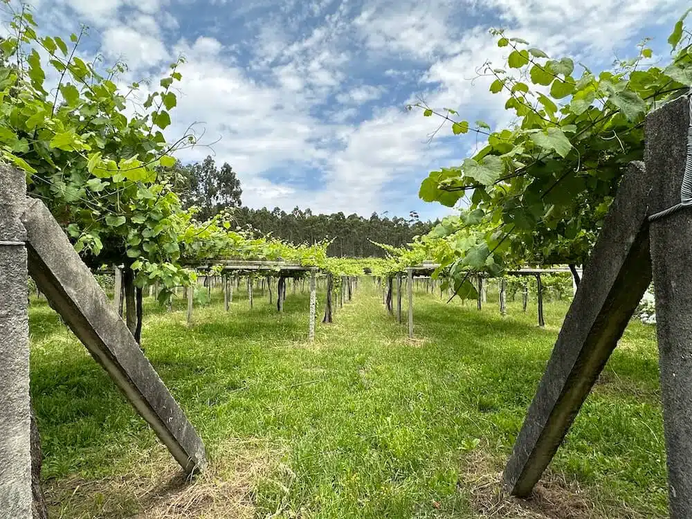 Vineyard Maior De Mendoza