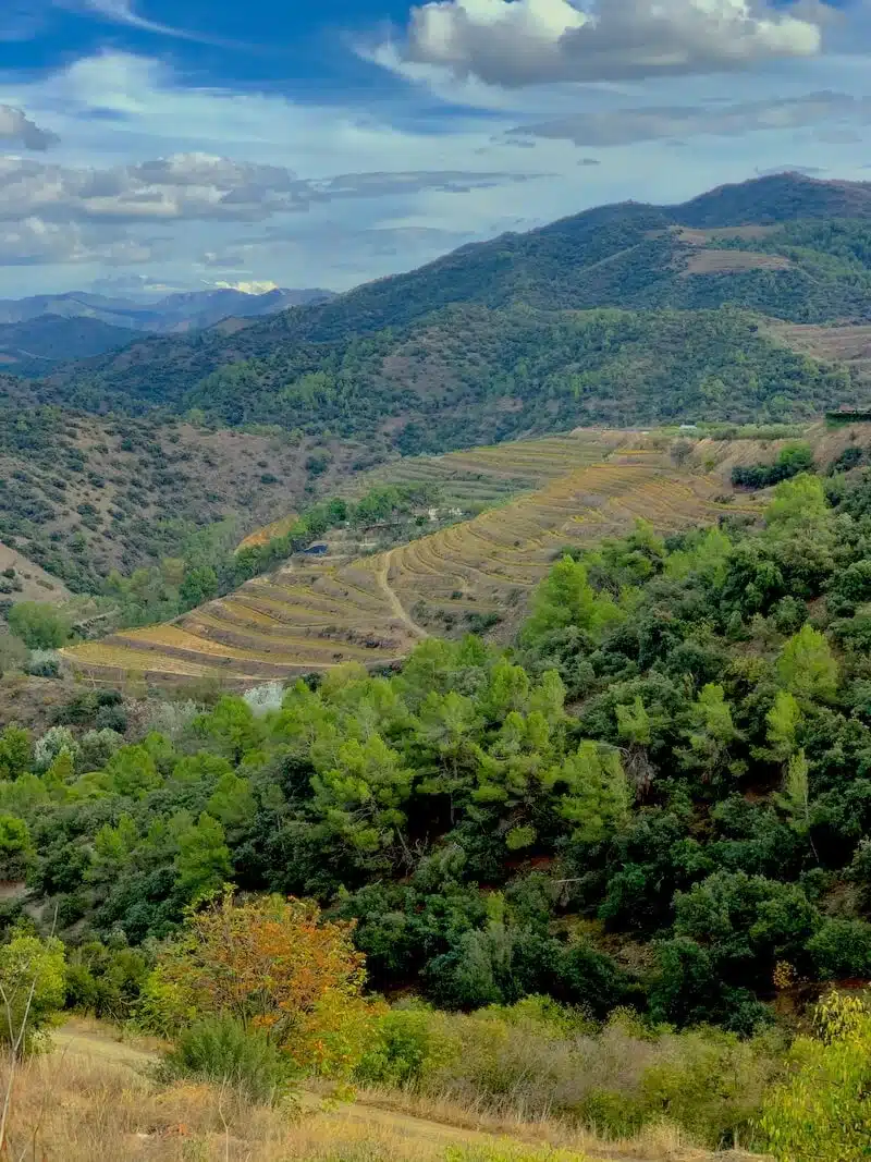 Vineyards